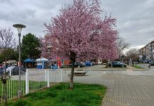 POVEĆAVA SE KONCENTRACIJA POLENA U VAZDUHU