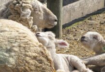 JAVNI POZIV ZA PODSTICAJE U STOČARSTVU OTVOREN DO 11.APRILA