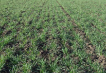 PŠENICA NA UDARU TOPLOG VREMENA