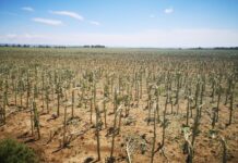 Nezapamćeno nevreme u Kladovu: Grad veličine teniske loptice uništio useve na 400 hektara