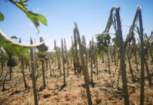 DRŽAVA SUBVENCIONIŠE OSIGURANJE USEVA