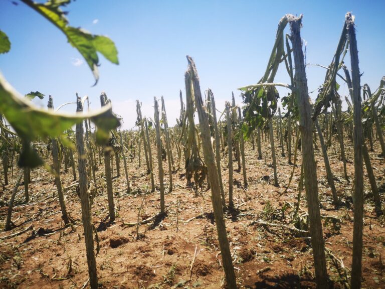 DRŽAVA SUBVENCIONIŠE OSIGURANJE USEVA