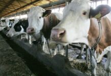 OPŠTINA KLADOVO RASPISALA DVA JAVNA POZIVA ZA PODSTICAJE U POLJOPRIVREDI