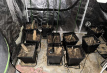 HAPŠENJE U NEGOTINU ZBOG DROGE, ODUZETO 5,9 KILOGRAMA MARIHUANE