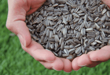 U KLJUČU PREPOLOVLJEN ROD SUNCOKRETA