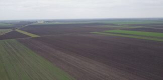 ZBOG SKUPE SETVE U KLJUČU MANJE POVRŠINA POD PŠENICOM