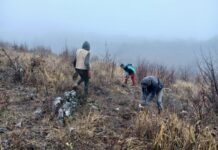 ŠUMSKA UPRAVA KLADOVO ZASADILA VIŠE OD 21.000 SADNICA HRASTA