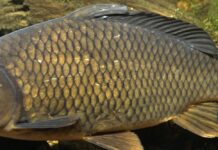 DOBRA PONUDA RIBE CENE NIŽE OD PROŠLOGODIŠNJIH