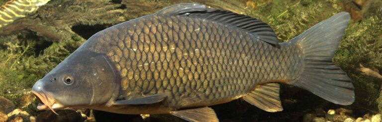 DOBRA PONUDA RIBE CENE NIŽE OD PROŠLOGODIŠNJIH