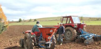 Pšenica u dobrom stanju