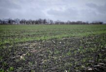 NA POLJIMA U KLJUČU USEVI U DOBROJ KONDICIJI