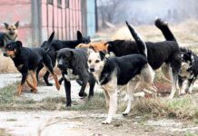 UJEDI PASA PRAZNE BUDŽET OPŠTINE KLADOVO