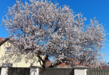 U ČETVRTAK U 10 ČASOVA I JEDAN MINUT STIŽE PROLEĆE