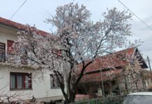 U ČETVRTAK 20.MARTA POČINJE PROLEĆE