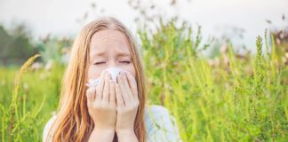 OPŠTINA KLADOVO UVELA OBAVEZU UNIŠTAVANJA AMBROZIJE