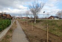 OPŠTINI KLADOVO ZA NOVE SADNICE 2,6 MILIONA DINARA