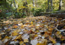 JESEN STIŽE U PONEDELJAK 22. SEPTEMBRA