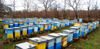 DO KRAJA OKTOBRA PRIJAVA STANJA NA PČELINJAKU