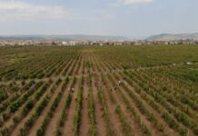 JAVNI POZIV ZA PODRŠKU VINOGRADARIMA U NOVEMBRU