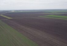 VREME POGODUJE PŠENICI