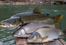 CENA REČNE RIBE NA PROŠLOGODIŠNJEM NIVOU KILOGRAM ŠARANA 650 DINARA