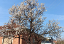 Proleće stiže u petak u 15 sati i 46 minuta