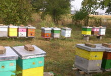 Do 30.aprila prijava broja košnica veterinarskoj stanici