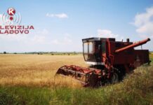 Žetva pšenice u Ključu u punom jeku